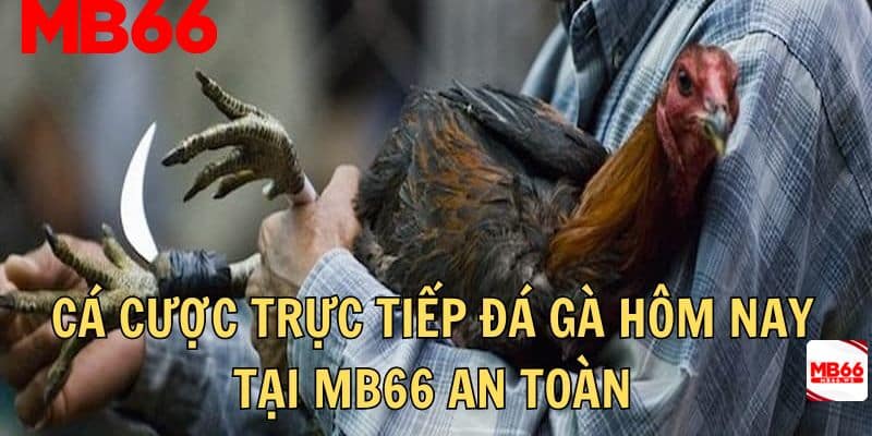 Người chơi yên tâm theo dõi và cá cược trực tiếp đá gà hôm nay MB66