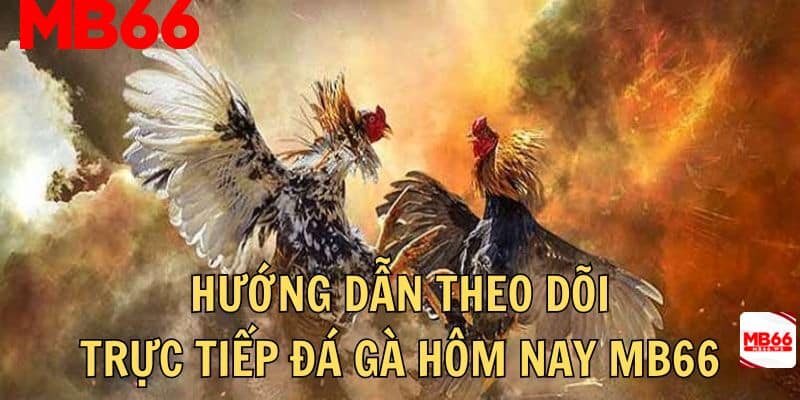 Hướng dẫn chi tiết các bước theo dõi và cá cược đá gà MB66